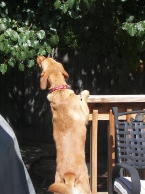 Beau, hunting lizards