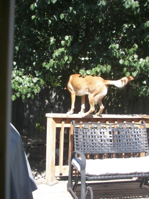 Beau, hunting lizards