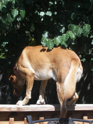 Beau, hunting lizards