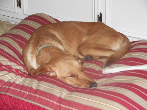 Beau Taking a Nap on his new Bed