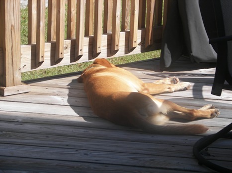 Beau Taking a Nap on the deck