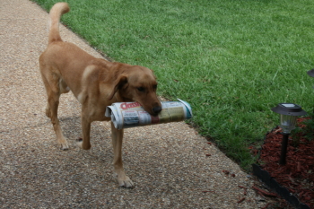 Bringing in the Newspaper