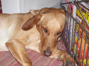 Beau, resting on the magazine rack