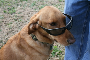 Beau with his cool shades on