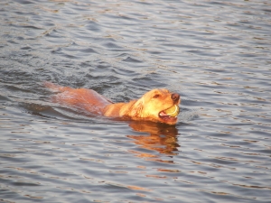 Swimming