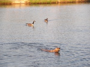 Swimming