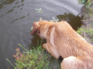 Swimming