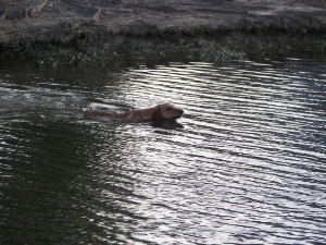 Swimming