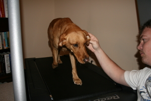 Beau on the treadmill