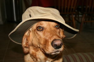 Beau wearing one of Tim's hats