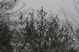 Blackbirds