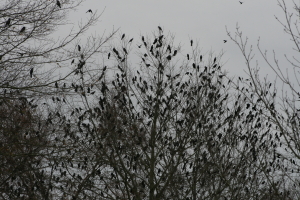 Blackbirds