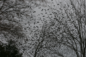 Blackbirds