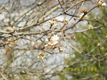 First Bloom on Bradford Pear tree
