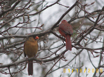 Two Cardinals having a chat