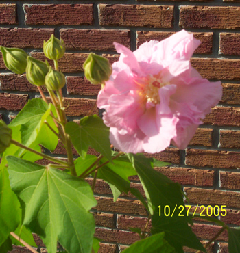 Confederate Rose bloom, Oct 2005