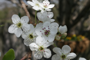 Bradford pear blooming