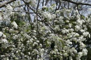 Bradford pear blooming