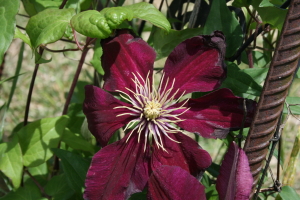 Clematis