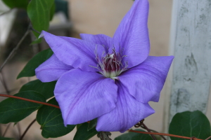 Clematis