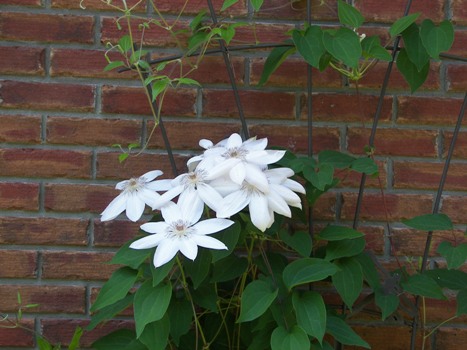 Clematis blooming, April 2006