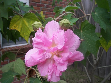 Confederate Rose blooming