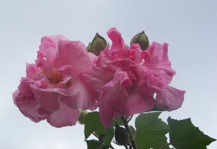 Confederate Rose blooming