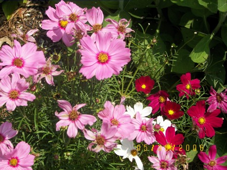 Cosmos