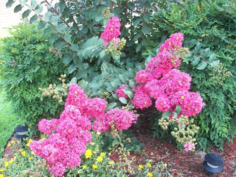Crape Myrtle out front blooming