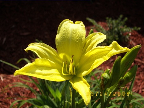 My first bloom from our daylillies