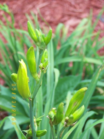 Buds on my daylily