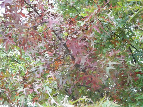 Fall Foliage 2006