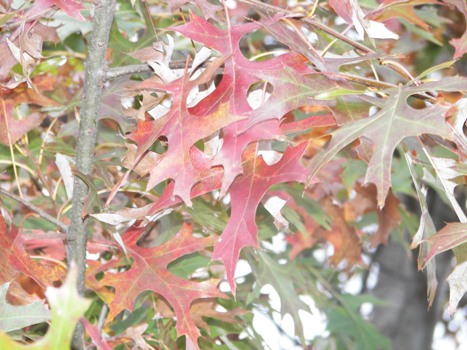 Fall Foliage 2006