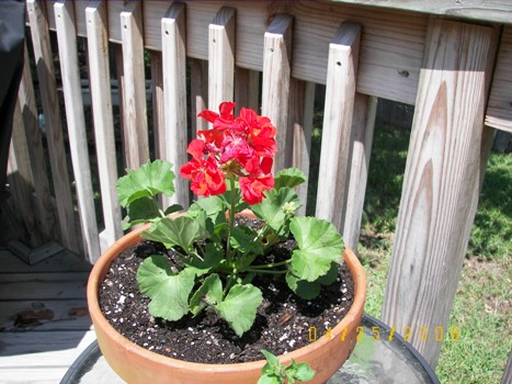 Red Geranium on the deck