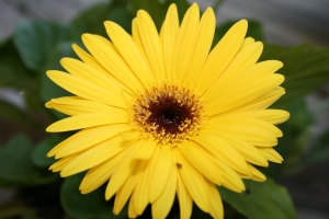 Yellow Gerbera Daisy in my yard