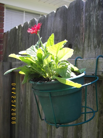 Gerbera Daisy