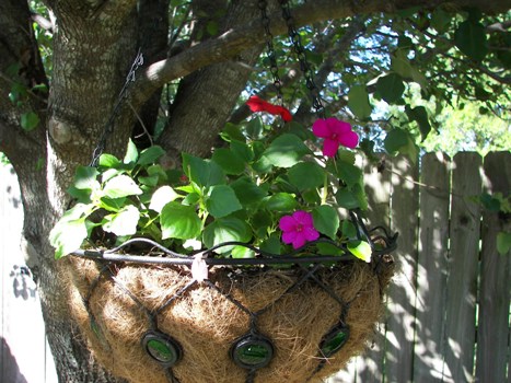 Impatiens in a hanging basket in my big tree out back