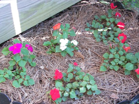 Impatiens in a small bed by my deck