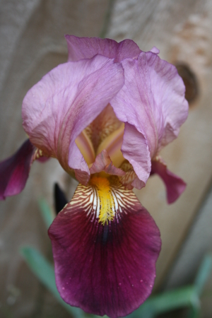 Iris blooming