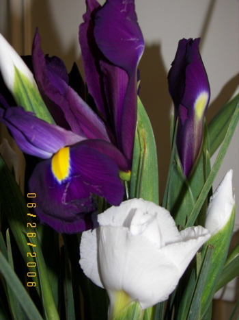 Irises up close