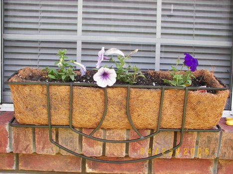 Kitchen Window planter with petunias