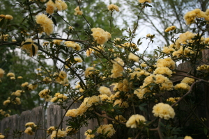 Lady Banks Climbing Rose