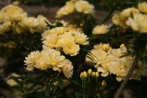 Lady Banks Climbing Rose