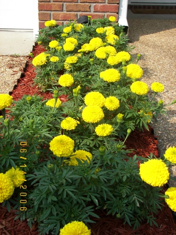 Marigolds in front