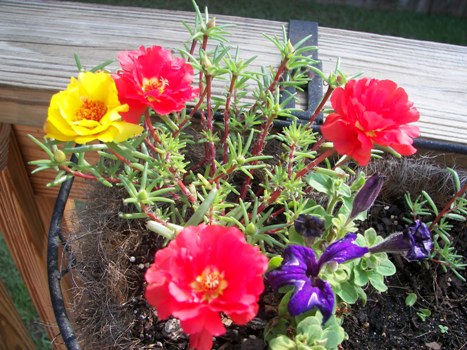 Moss Rose blooming in deck planter