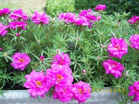 Moss Rose Blooming on my deck