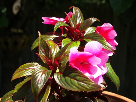 New Guinea Impatien blooming