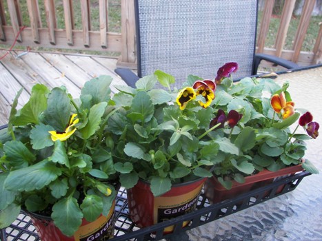 Pansies to be planted