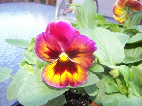 Pretty Pansies