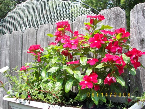 Periwinkles on the Fence Planter